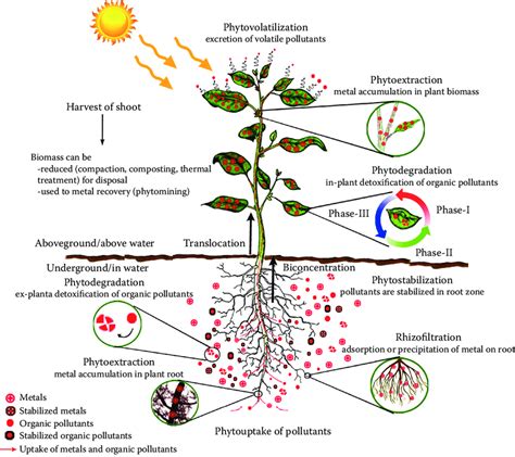 1 Schematic Representation Of Various Phytoremediation Strategies Download Scientific Diagram