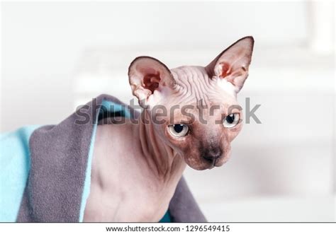 Naked Cat Breed Canadian Sphinx Sitting Stock Photo 1296549415 Shutterstock