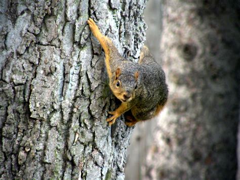 Spider Squirrel By Britt1913 On Deviantart