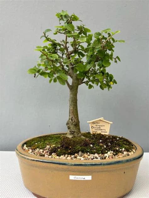 Celtis Sinensis Bonsai Bishopsford Bonsai Nursery