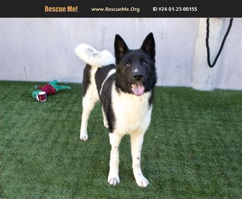 ADOPT 24012300155 Akita Rescue Los Angeles County CA