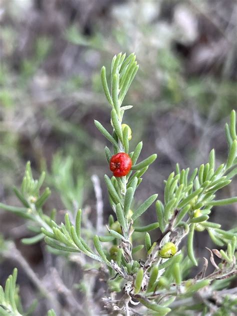 Barrier Saltbush From Kings Canyon Petermann Nt Au On July