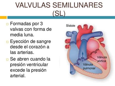 Valvulas Cardiacas Y Circulacion