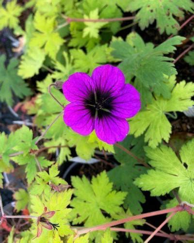 Geranium ‘ann Folkard Penlan Perennials Nursery