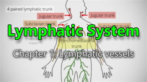 Lymphatic System Chapter 1 Lymphatic Vessels Youtube