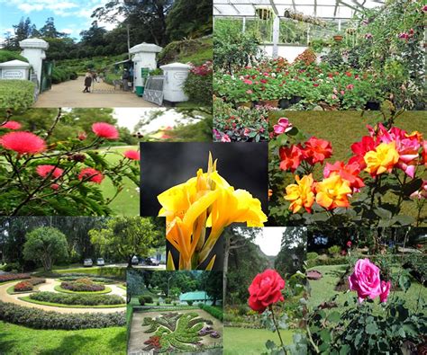 Beauty Of Sri Lanka: Haggala Botanical Garden