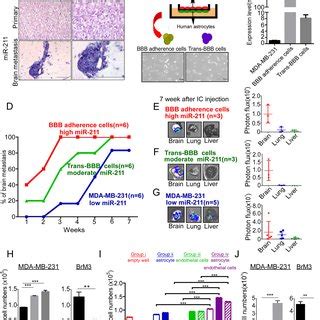 High Mir Enhances Stemness Properties Of Tnbc Cells A The