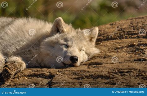 Arctic Wolf Relaxing In The Sun Stock Image Image Of Look