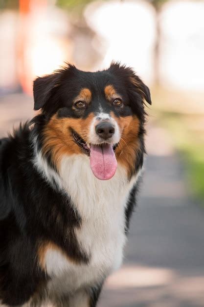 Un Perro Con Una Lengua Rosa Colgando Foto Premium