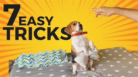 7 Cool Tricks to Teach your Beagle (with step-by-step Guide ...