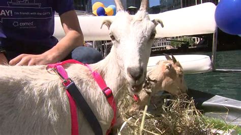 Comed Holds Goat Boat Parade Down Chicago River Abc7 Chicago