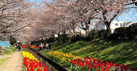 お花見スポット！横浜市都筑区で絶対に見ておきたい桜の名所ベスト5選 都筑ライフ 都筑区ブログ