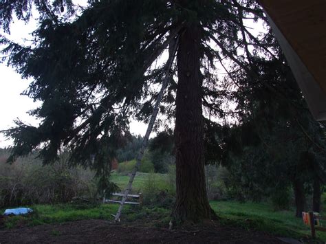 Willow Farm Hillbilly Tree Limbing