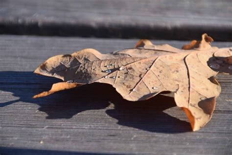 Imagen gratis hoja seca otoño follaje hoja marrón bosque plantas