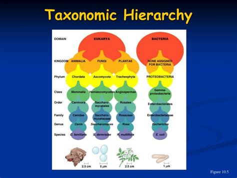 Ppt Classification Of Microorganisms Powerpoint Presentation Id 1250629