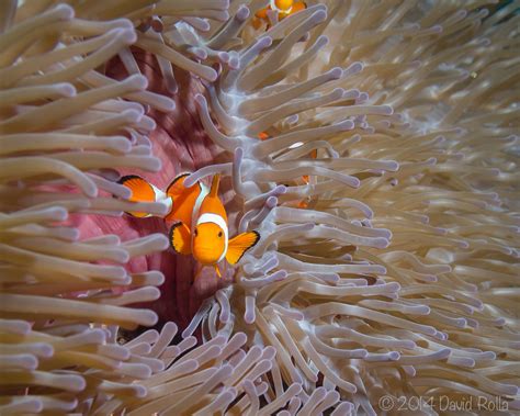 False Clown Anemonefish Amphiprion Ocellaris Raja Ampat I Flickr