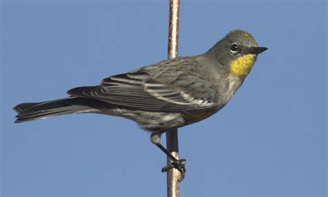 Yellow-rumped Warbler | San Diego Bird Spot