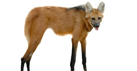 Animais Da Região Sul - Animais Extintos na Região Sul do Brasil | Mundo Ecologia