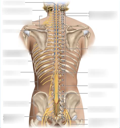 A P Lab Exam Spinal Nerves Plexus Diagram Quizlet