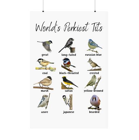 World S Perkiest Tits Bird Wall Art Tit Birds Funny Poster Print On Demand Etsy