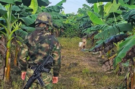 Ejército neutraliza artefacto explosivo en cultivo de plátano en