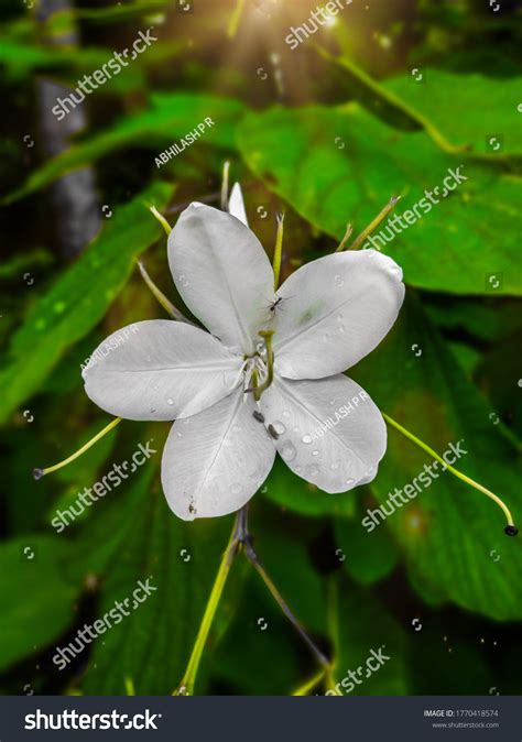 Bauhinia Acuminata Species Flowering Shrub Native Stock Photo