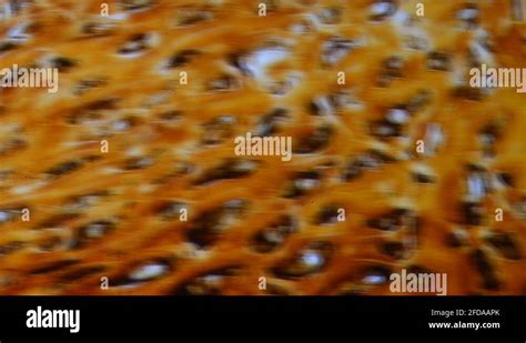 Plant Cell Micrograph Stock Videos And Footage Hd And 4k Video Clips