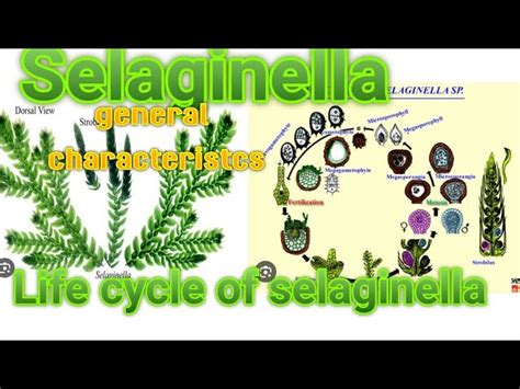 Selaginella Life Cycle