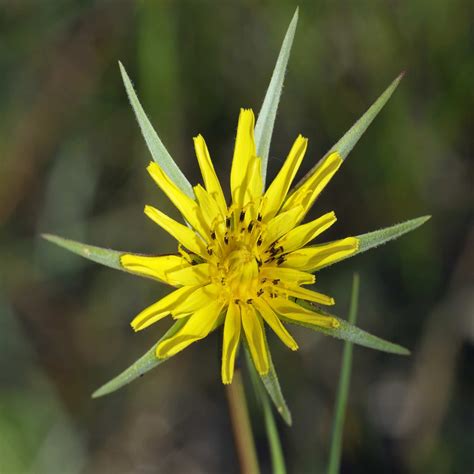 Goat Beard Or Wild Salsify Wildflower Seed John Chambers