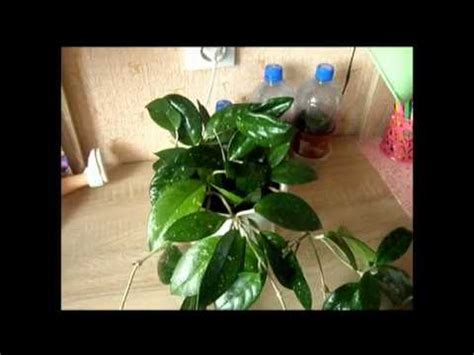 Хойя - восковой плющ. - YouTube