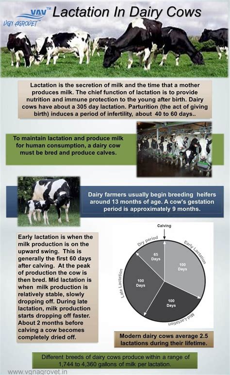 Cow Life Dairy Cows Dairy Cow Facts Cattle Farming