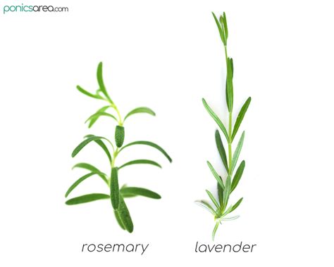 Rosemary Vs Lavender So Many Things In Common Cooking Differences