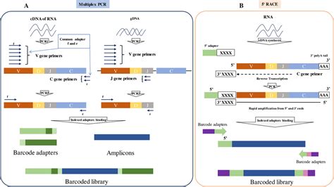 T‐cell Receptor Repertoire Analysis For The Diagnosis And Treatment Of Solid Tumor A