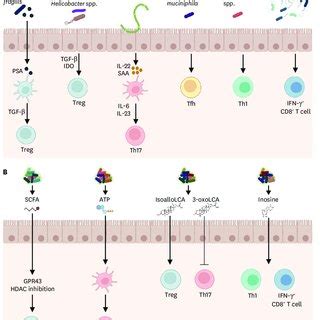 Regulation Of Intestinal Immune Cells By Commensal Bacteria A Psa