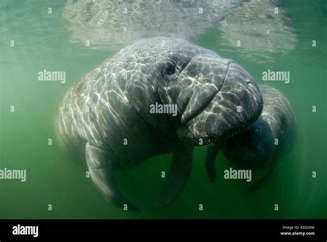 Manatees swimming off Crystal River, Gulf of Mexico, Florida Stock