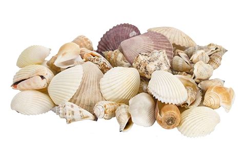 Shells Assorted, Large Bag, 4" | NDI