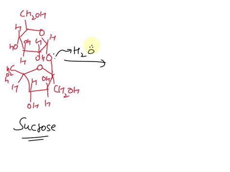 Solved Draw The Mechanism For The Hydrolysis Of Sucrose To Give Alpha