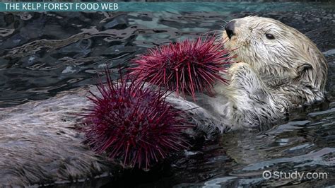 The Kelp Forest Food Web - Video & Lesson Transcript | Study.com