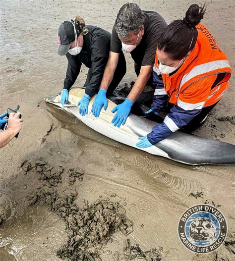 Marine Mammal Magazine