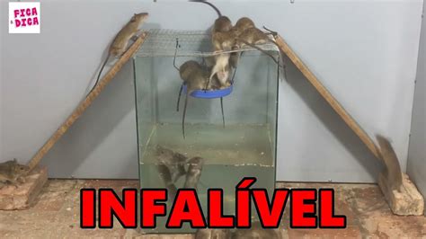 RATOEIRA INFALÍVEL PEGAR RATOS EM CASA RATOS CAPTURADOS YouTube