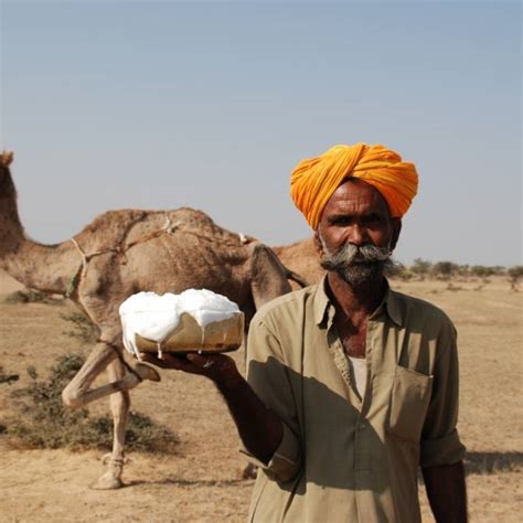 About An Camel Diet And Habitat - A camel needs about 1kg of salt a week in their diet, whether ...