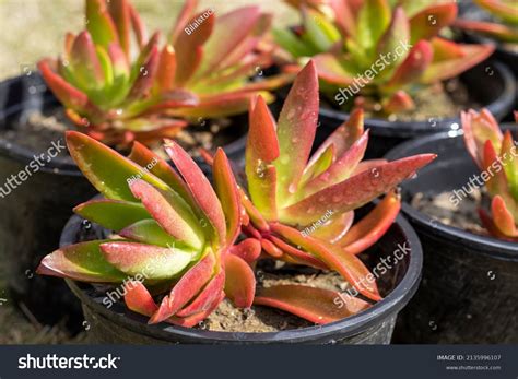 Crassula Capitella Campfire Potted Plants Stock Photo