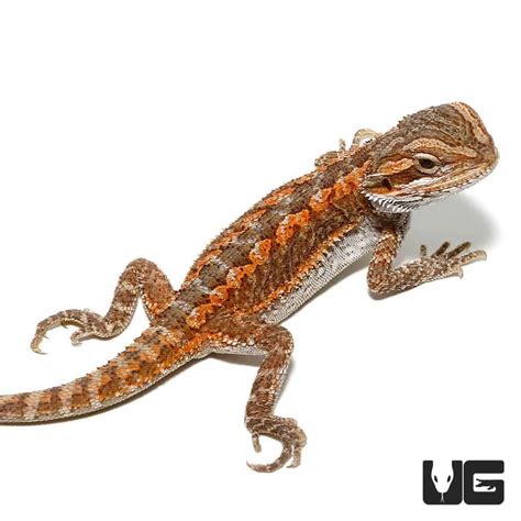 Baby Citrus Bearded Dragons Pogona Vitticeps For Sale Underground