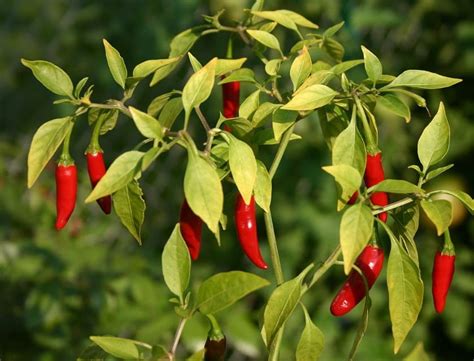 Cara Menanam Cabe Rawit Di Lahan Sawah Tanamku