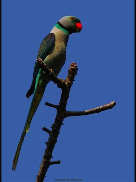 Parrot Encyclopedia | Malabar Parakeet | World Parrot Trust