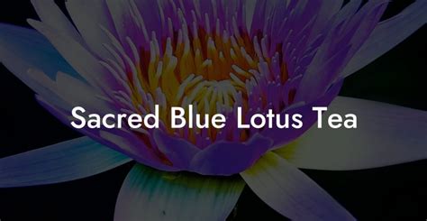 Sacred Blue Lotus Tea Pure Blue Lotus Oil