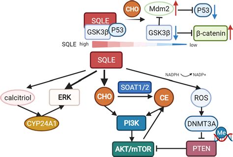 Frontiers Targeting The Key Cholesterol Biosynthesis Enzyme Squalene