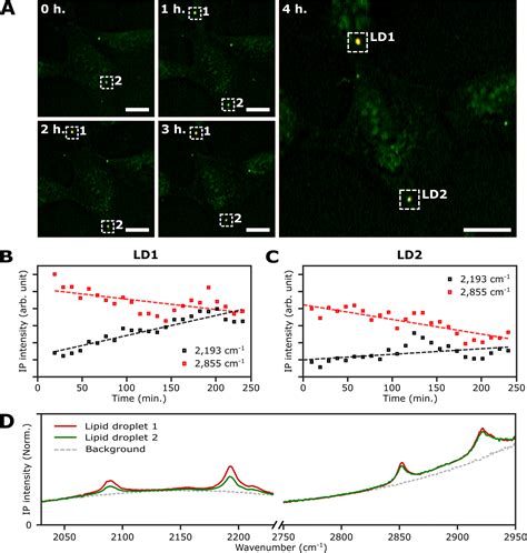 Monitoring The Synthesis Of Neutral Lipids In Lipid Droplets Of Living