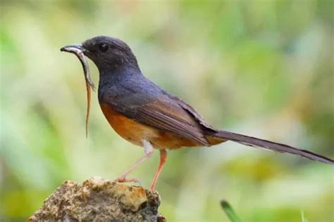 Manfaat Cacing Untuk Murai Batu Bisa Bikin Makin Gacor Hingga