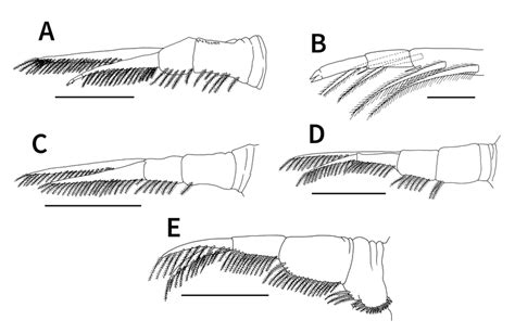 Argulus Coregoni From A Japanese Bitterling Download Scientific Diagram